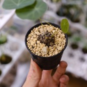 Stephania kaweesakii / ステファニア カウィーサキー㉔/ 観葉植物