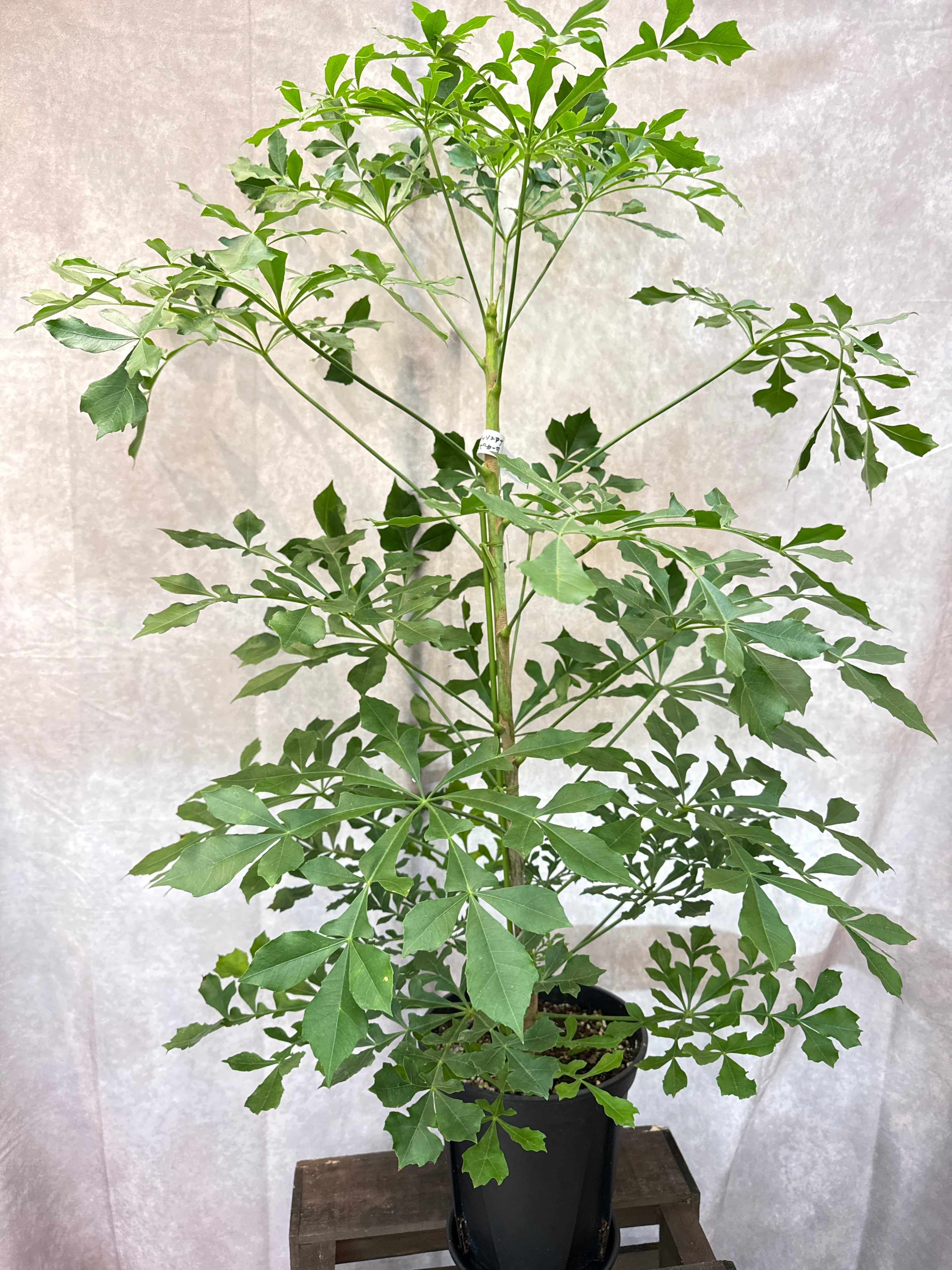 ネムノキ斑入り 7号 | Gardenえん 【観葉熱帯植物】