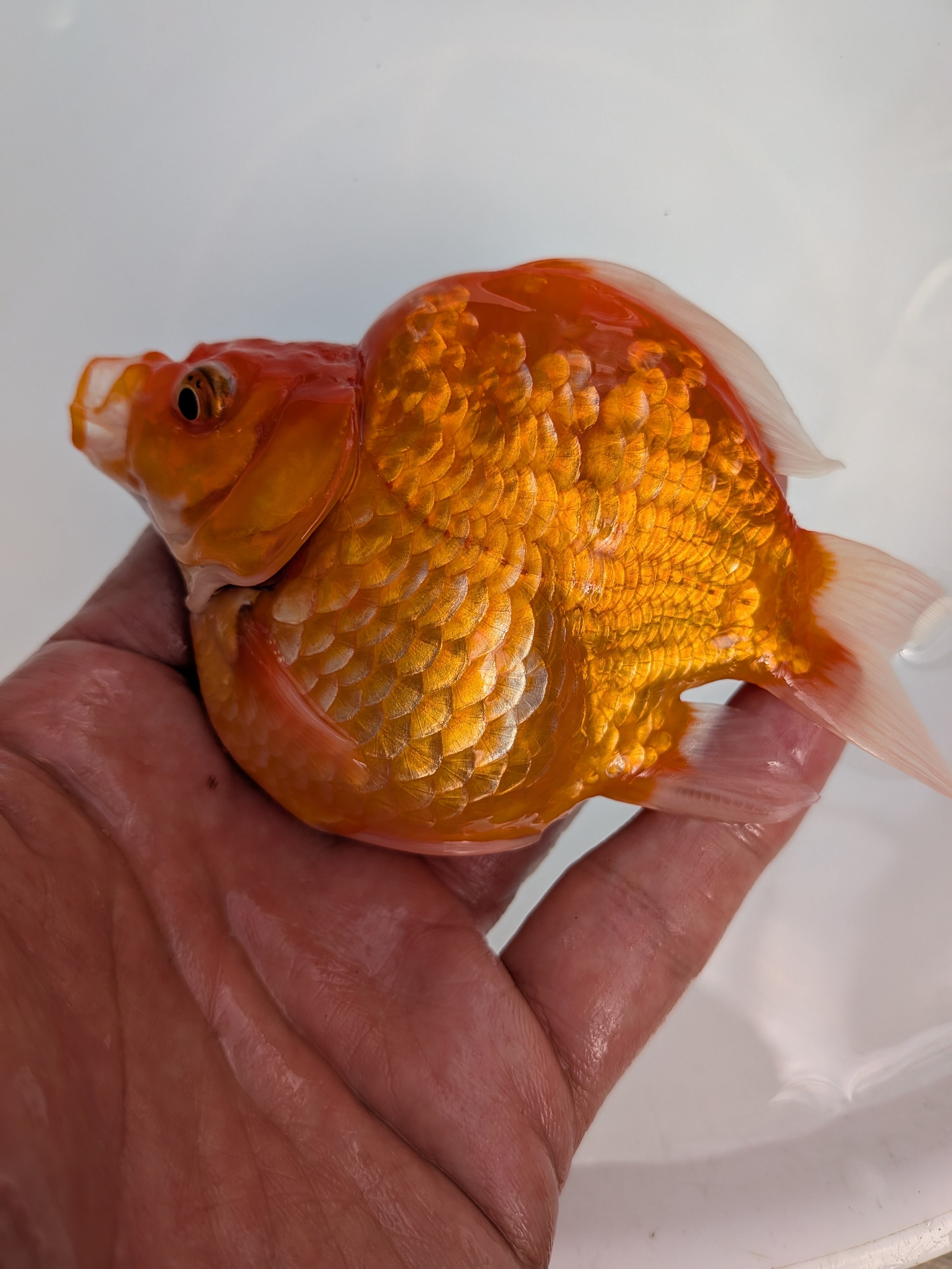 NOBUのダルマ（玉サバ） 2023年産 3歳 普通麟 短尾 13.0cm 藤