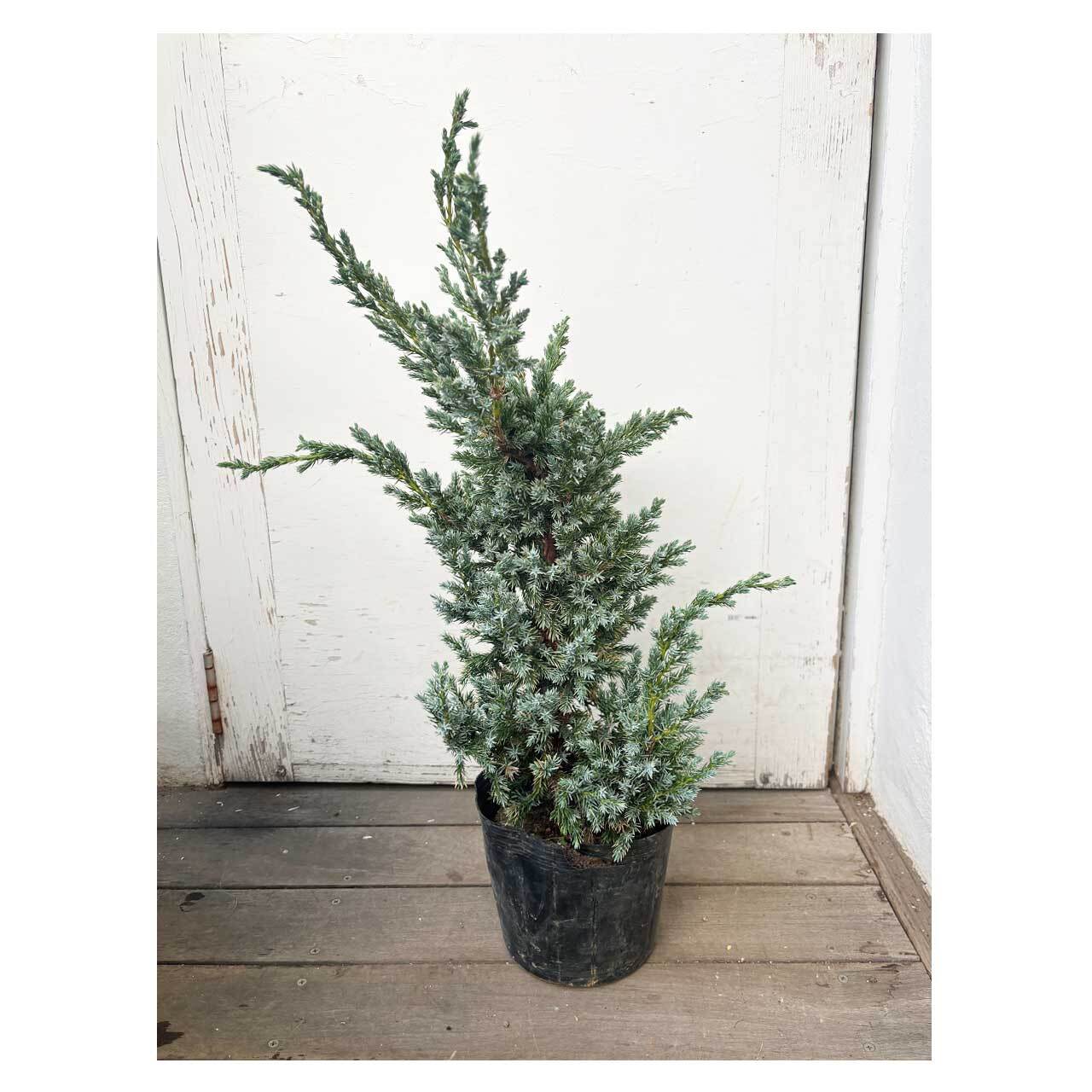 Juniperus squamata 'Meyeri' | Seeding