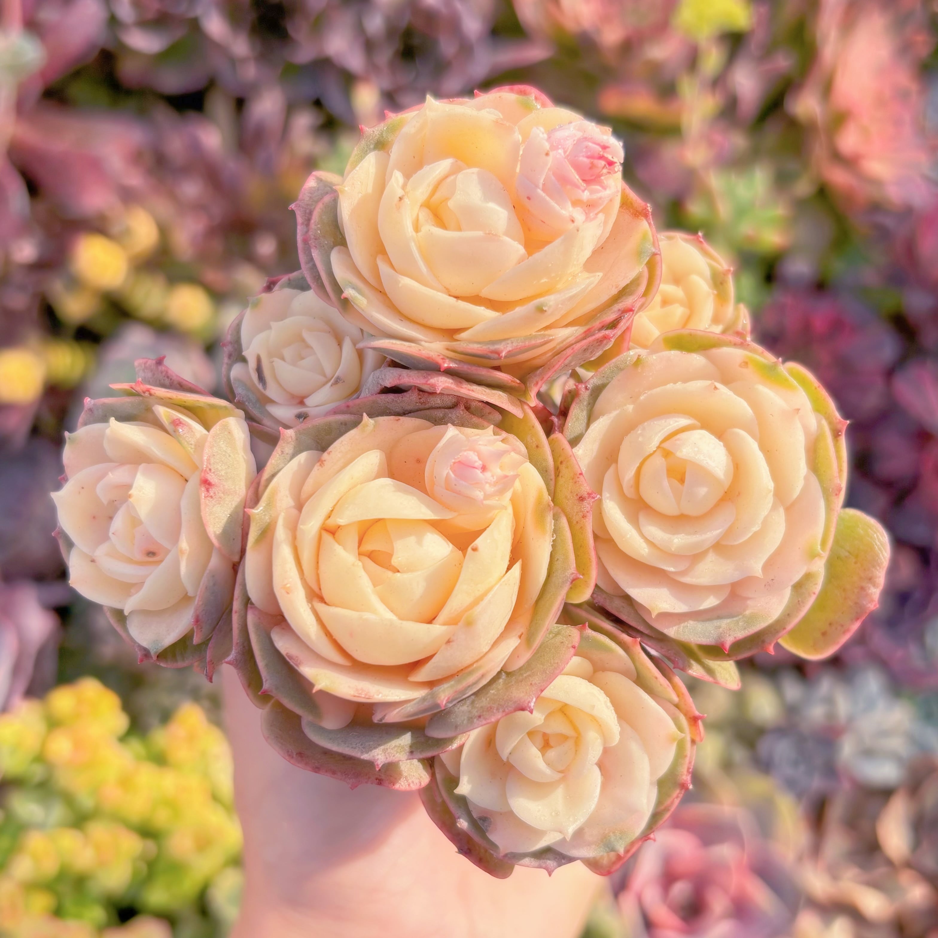 現品　イタリアローズ錦#M238　新入荷　るる農園