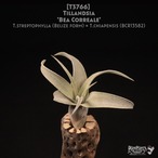 【reserved】'Bea Correale'〔エアプランツ〕現品発送T3766