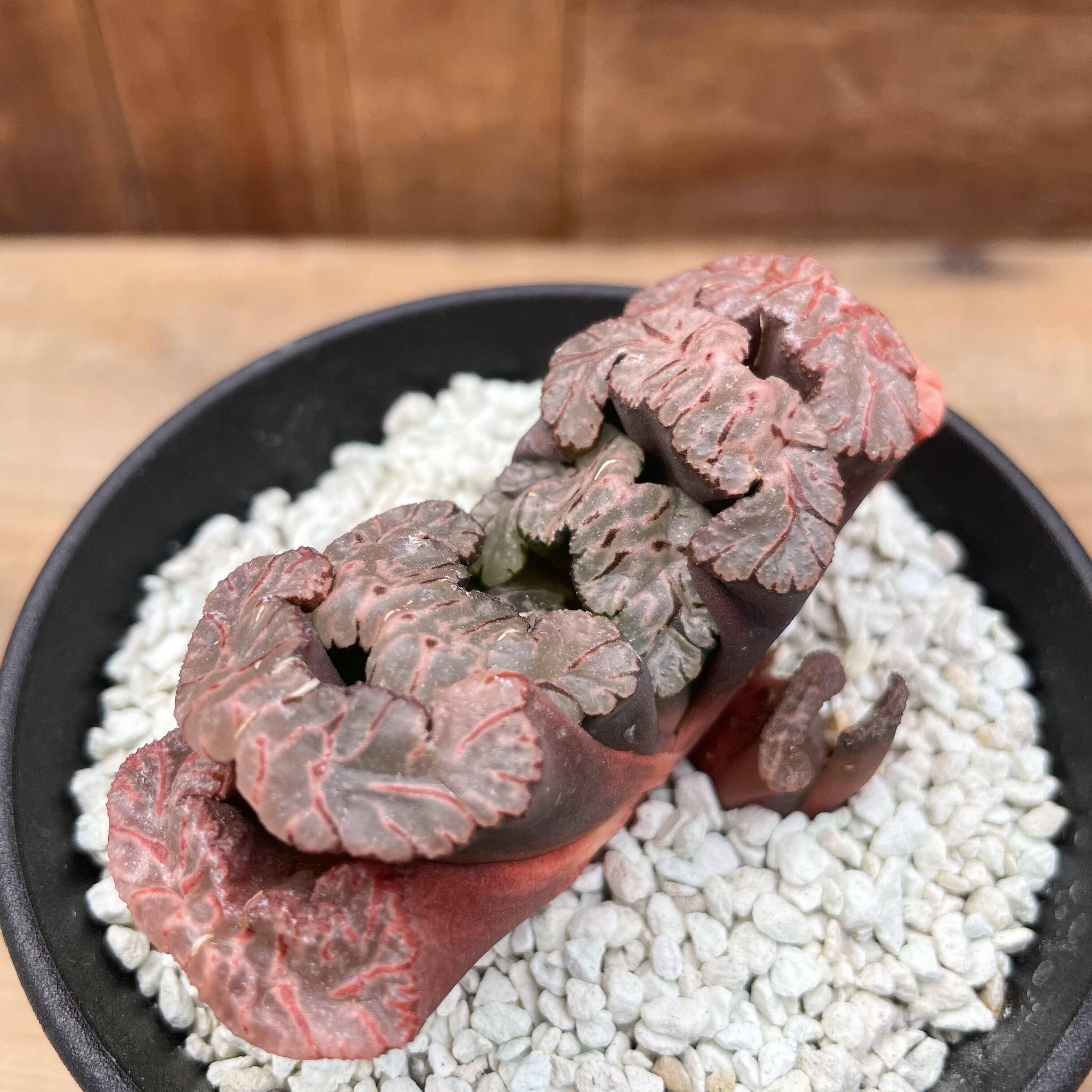 Haworthia 【ハオルチア・黒模様特美大窓・黒武奏(台湾)】 | RIMO'S