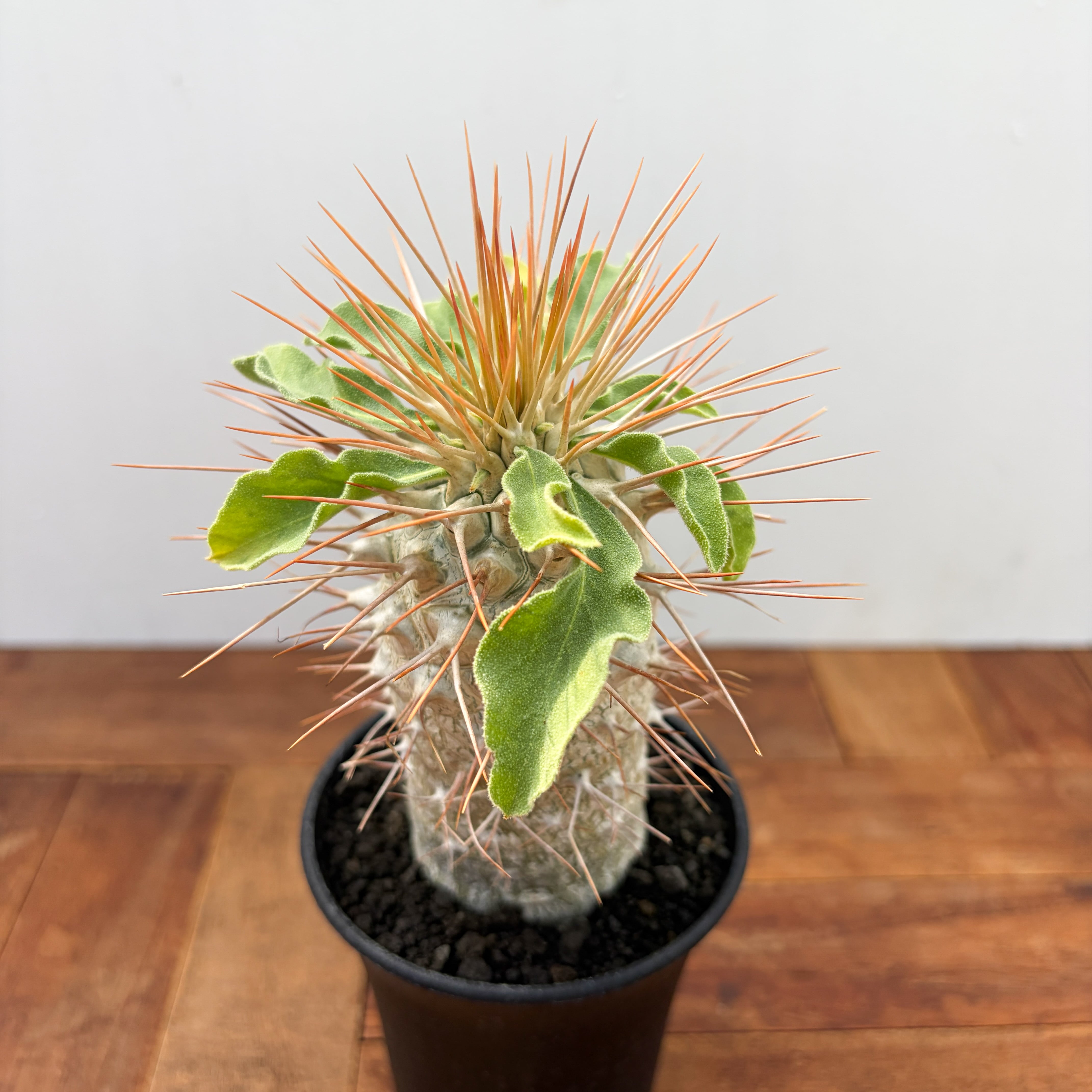 Pachypodium namaquanum【パキポディウム・ナマクアナム・光堂・実生