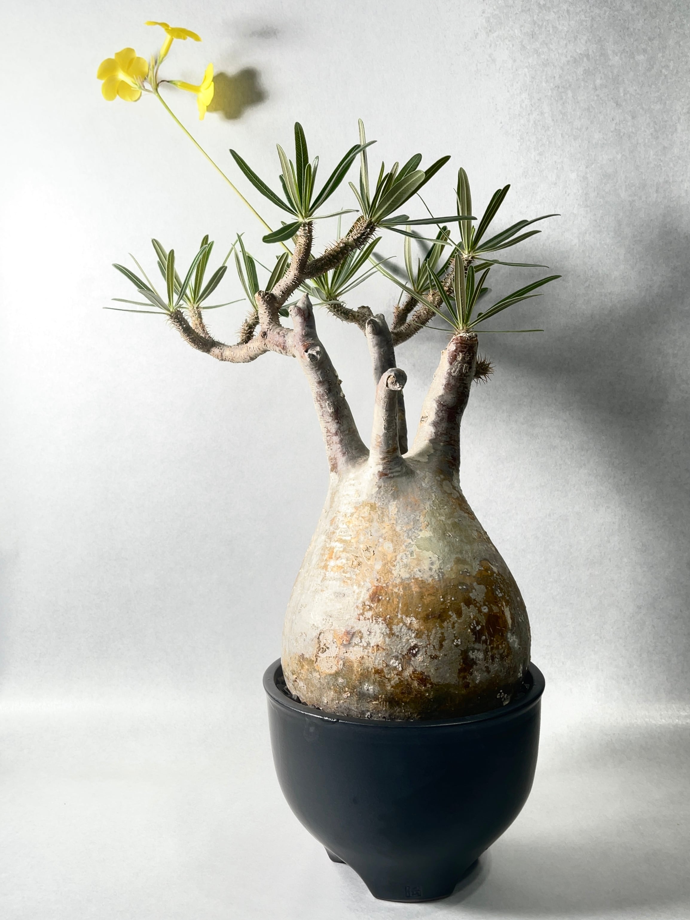 パキポディウム・グラキリス | trigger