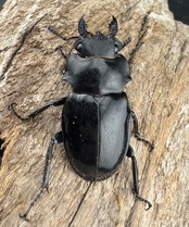 【WD】《ルディカツヤクワガタ 78mm ペア》