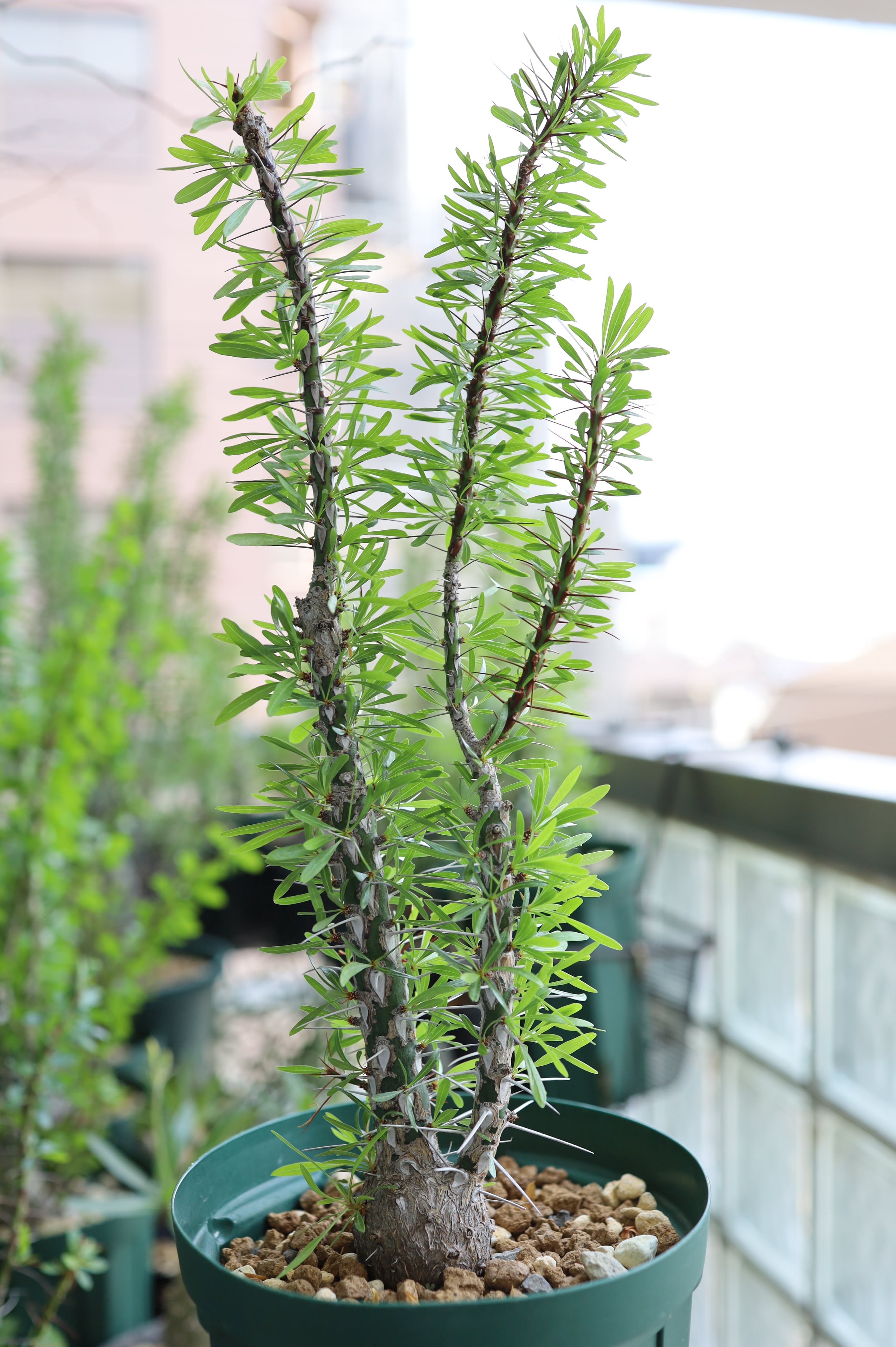 2026.05019_フォークイエリア・プルプシー | Fouquieria purpusii_002