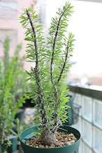 2026.05019_フォークイエリア・プルプシー | Fouquieria purpusii_002