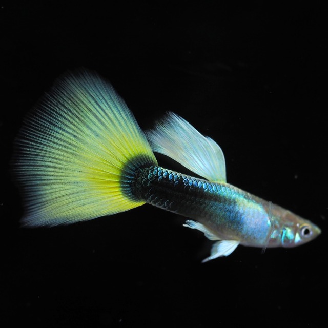 上物Taxiリボン　1カルテット