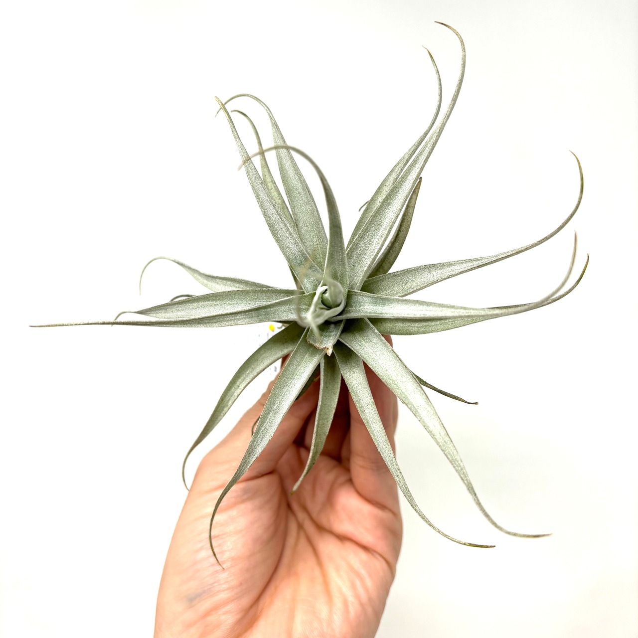 チランジア　アルビダ【212】