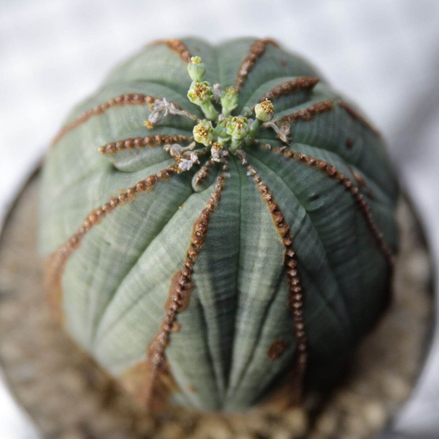 ❣️多肉植物 ユーフォルビア オベサ 大株 雄❣️ HANS アガベ ・ オベサなどの多肉植物専門店 - HANS 多肉植物と