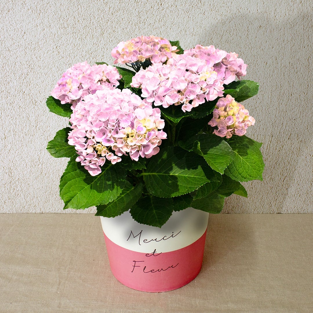 早割10%OFF【2026 Mother's Day HP₋5 アジサイ鉢植え(マジカルレボリューション/5寸)】母の日|鉢植え|母の日ギフト|母の日 アジサイ|