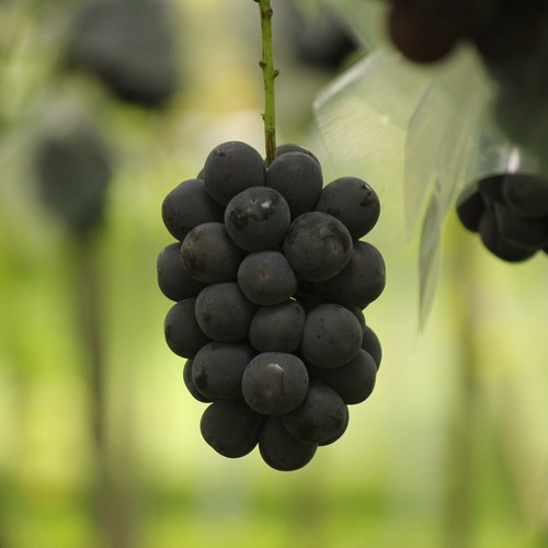 ● PIONE ● ※9/18以降発送