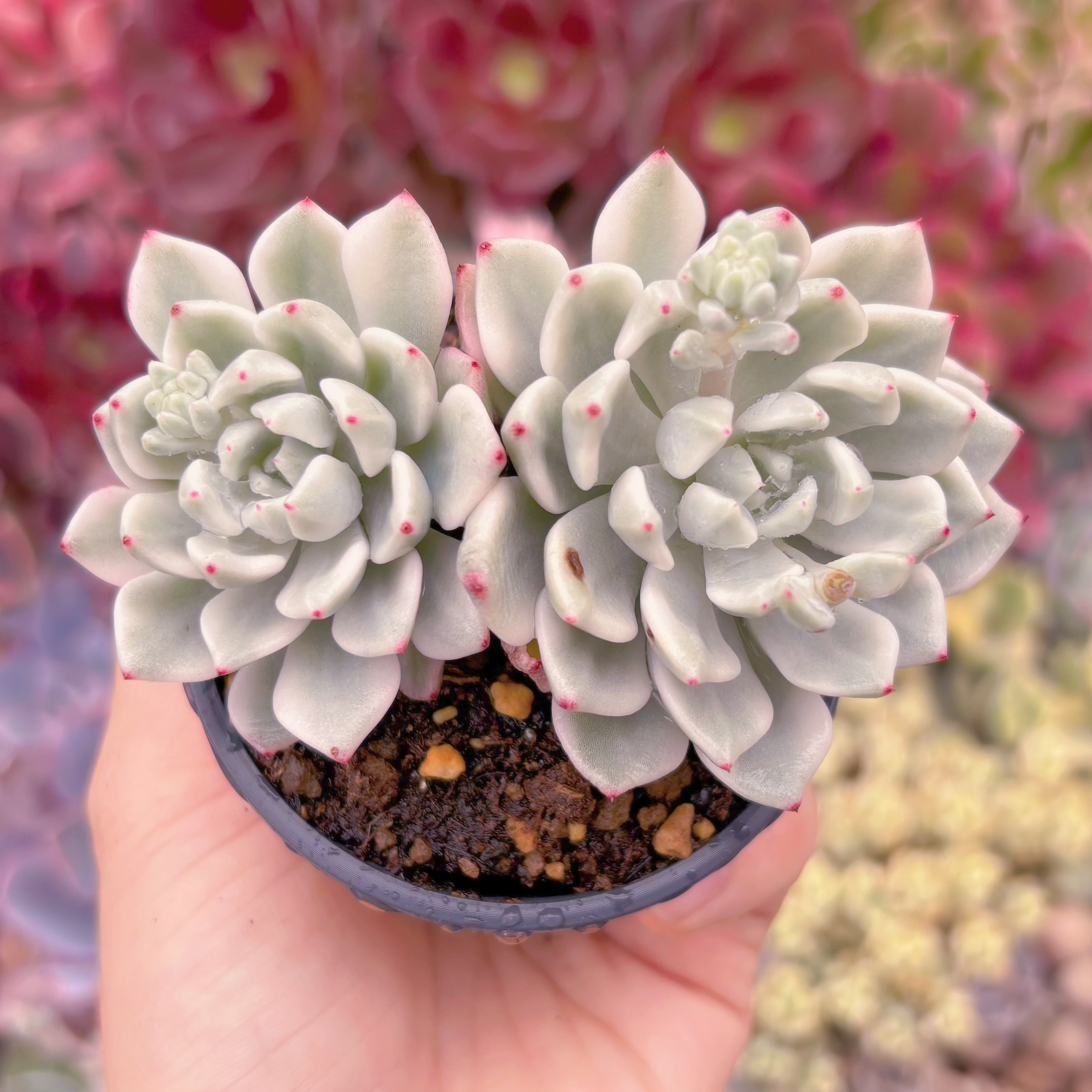 現品　雪の女王錦#2170　るる農園