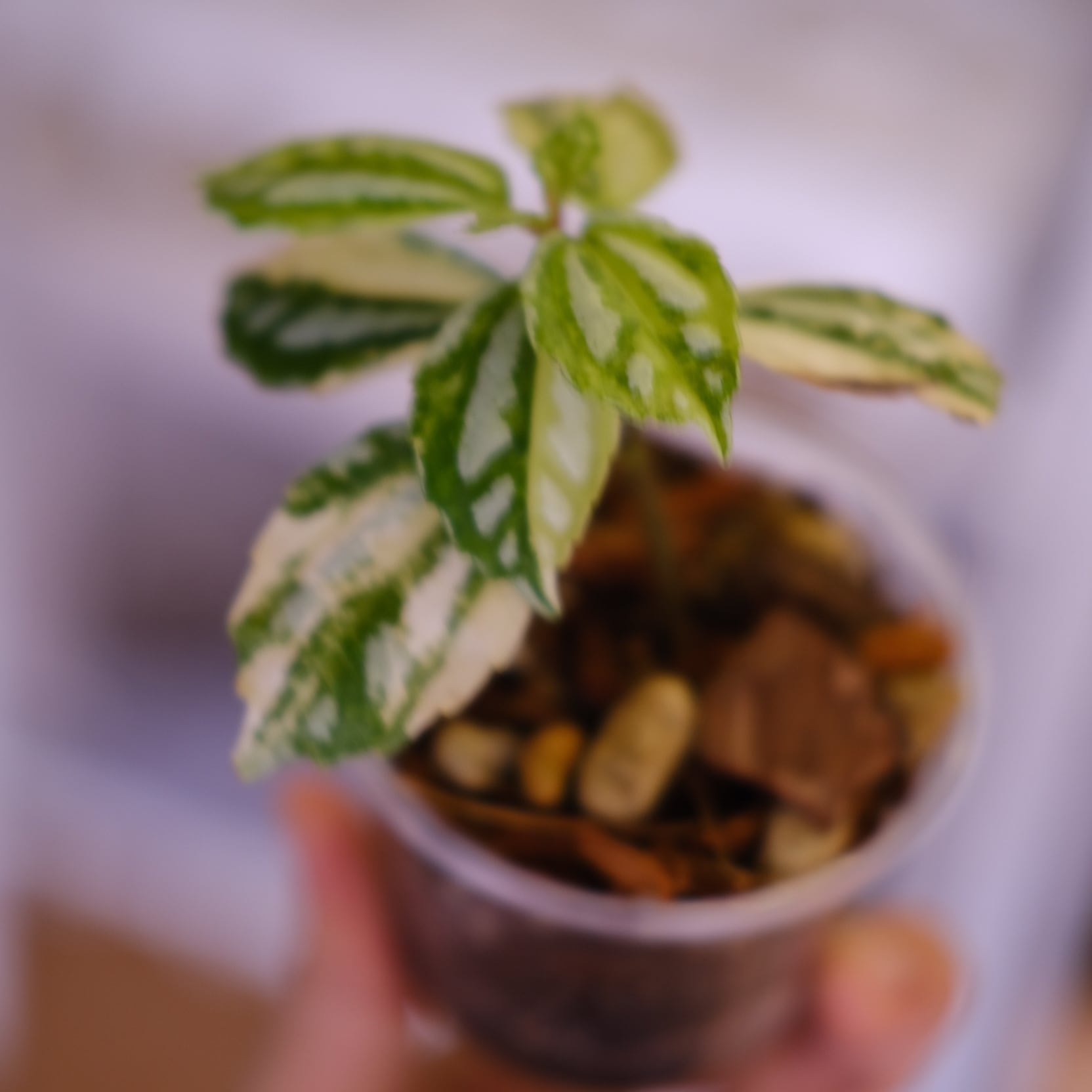 Pilea cadierei variegated│ピレア カディエレイ 斑入│観葉植物