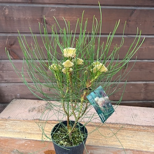 ペトロフィル エリシフォリア①