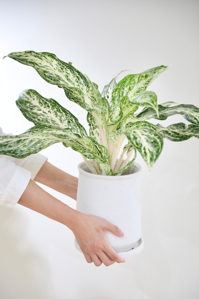 【M】アグラオネマ ホワイトドラゴン/Aglaonema ※陶器鉢付き
