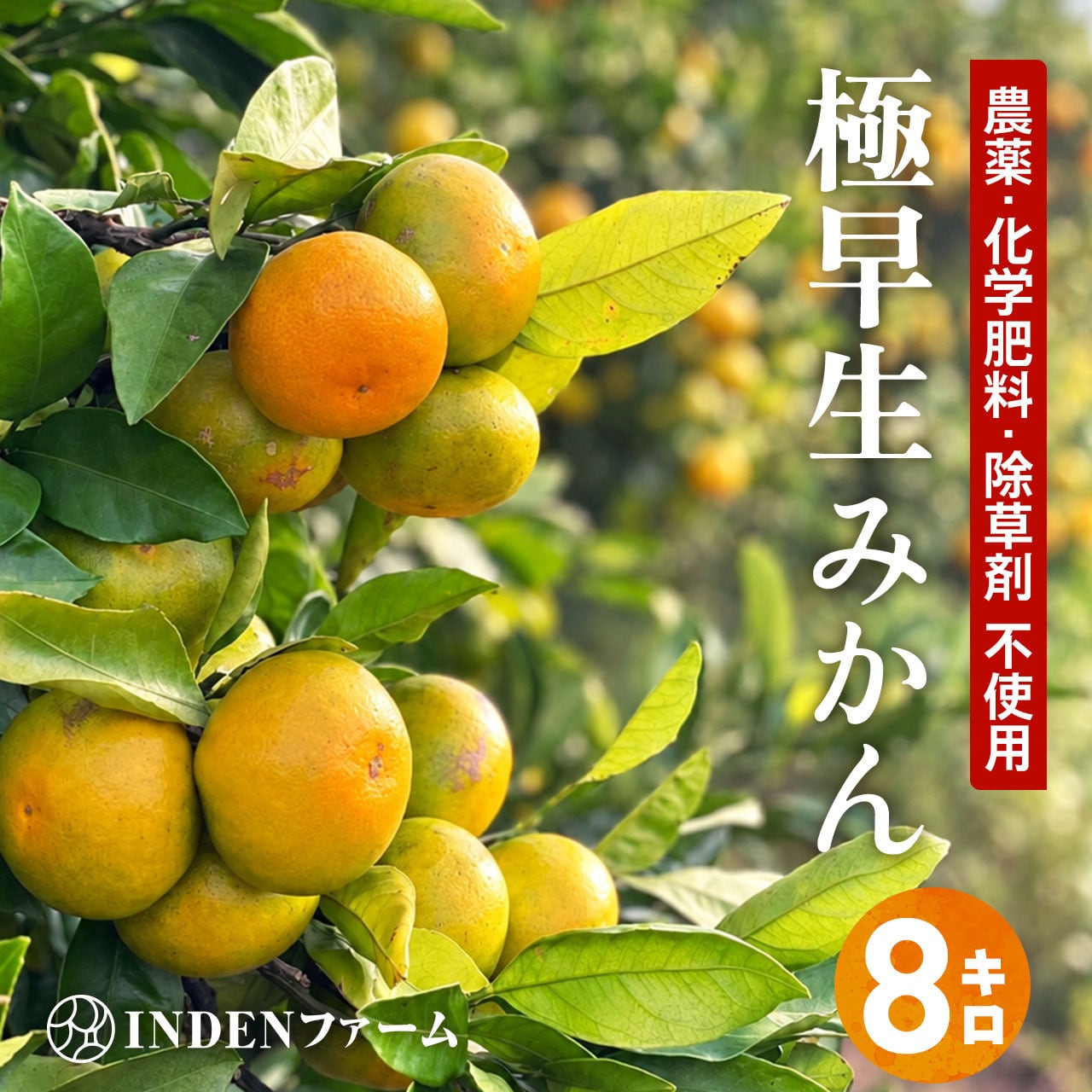 予約販売・送料込み】【家庭用】宮古島産 完熟マンゴー 約4kg (9〜10玉