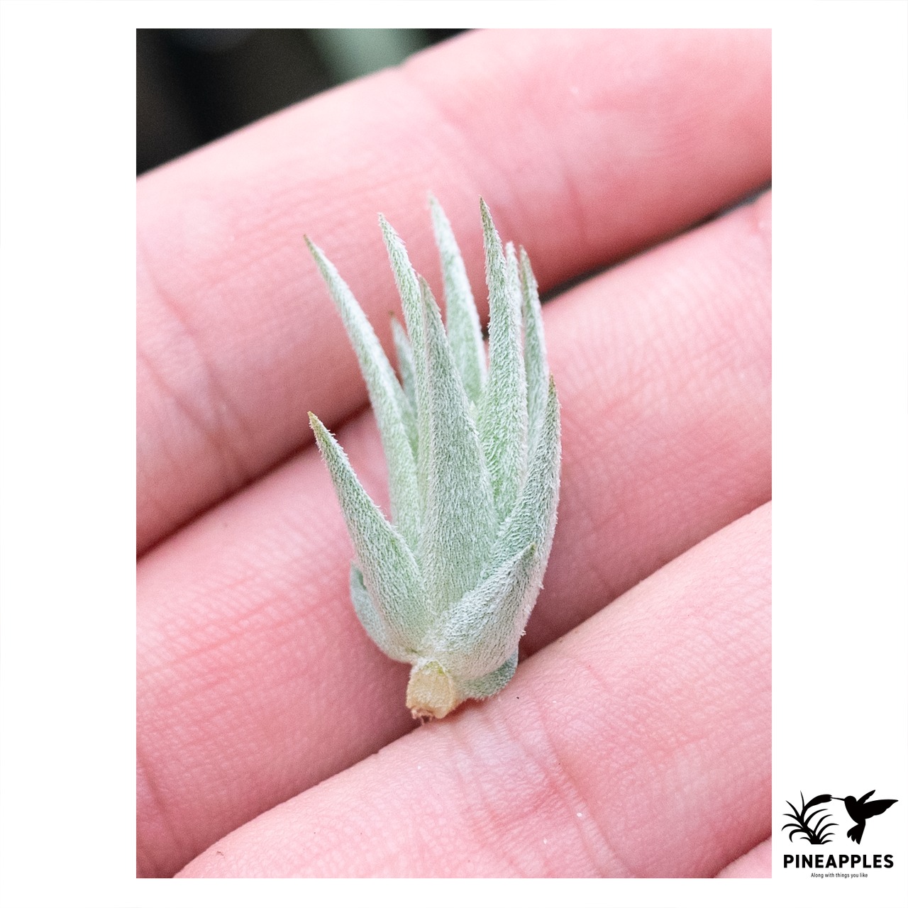 Tillandsia loliacea (TI Select) 花芽付き - 1