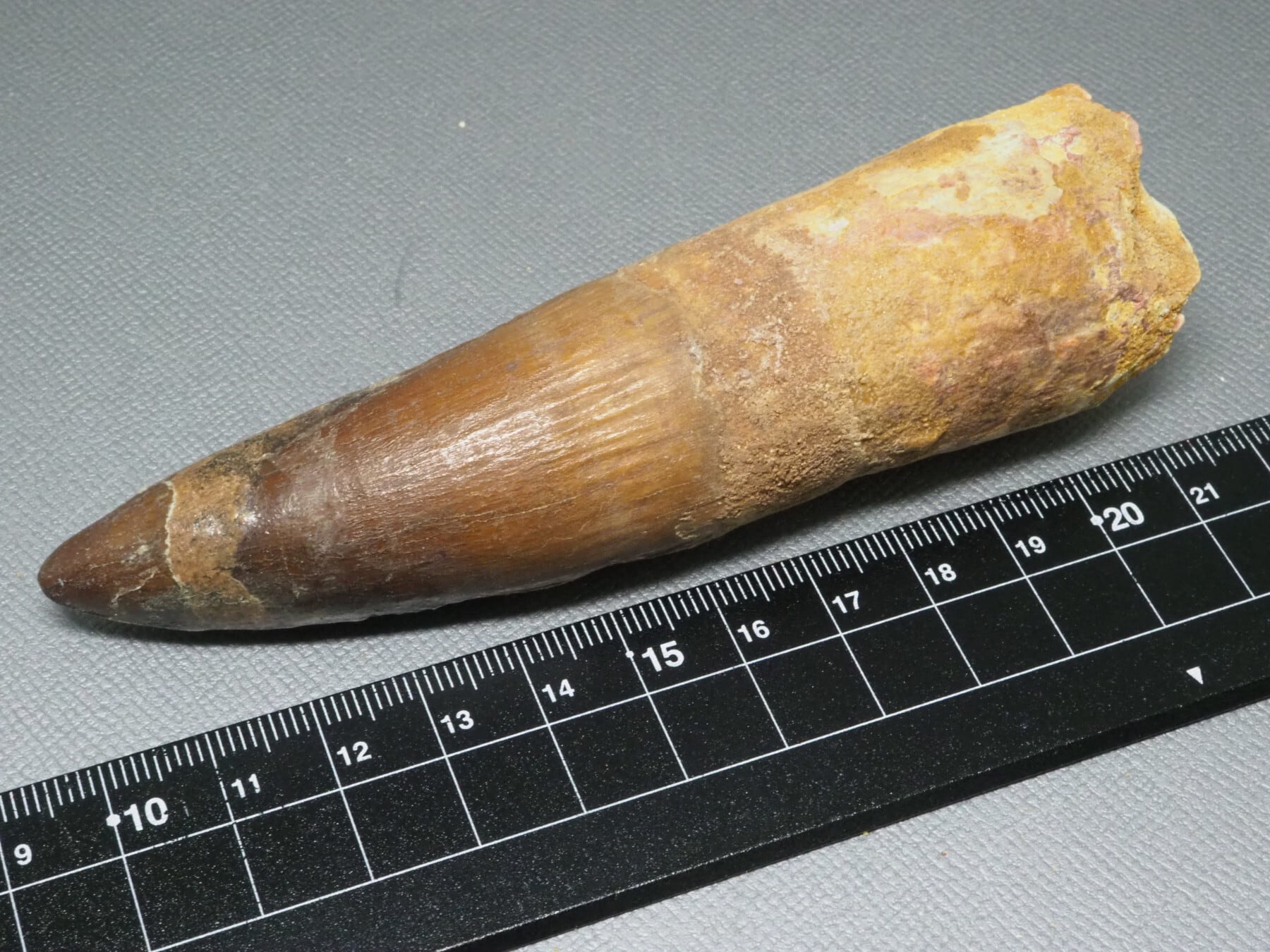 FOSSILS / 化石 | 化石・隕石・鉱物の販売 JURASSIC! (ジュラシック