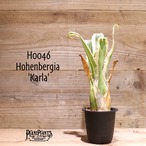 【送料無料】 Hohenbergia 'karla'〔ホヘンベルギア〕現品発送H0046