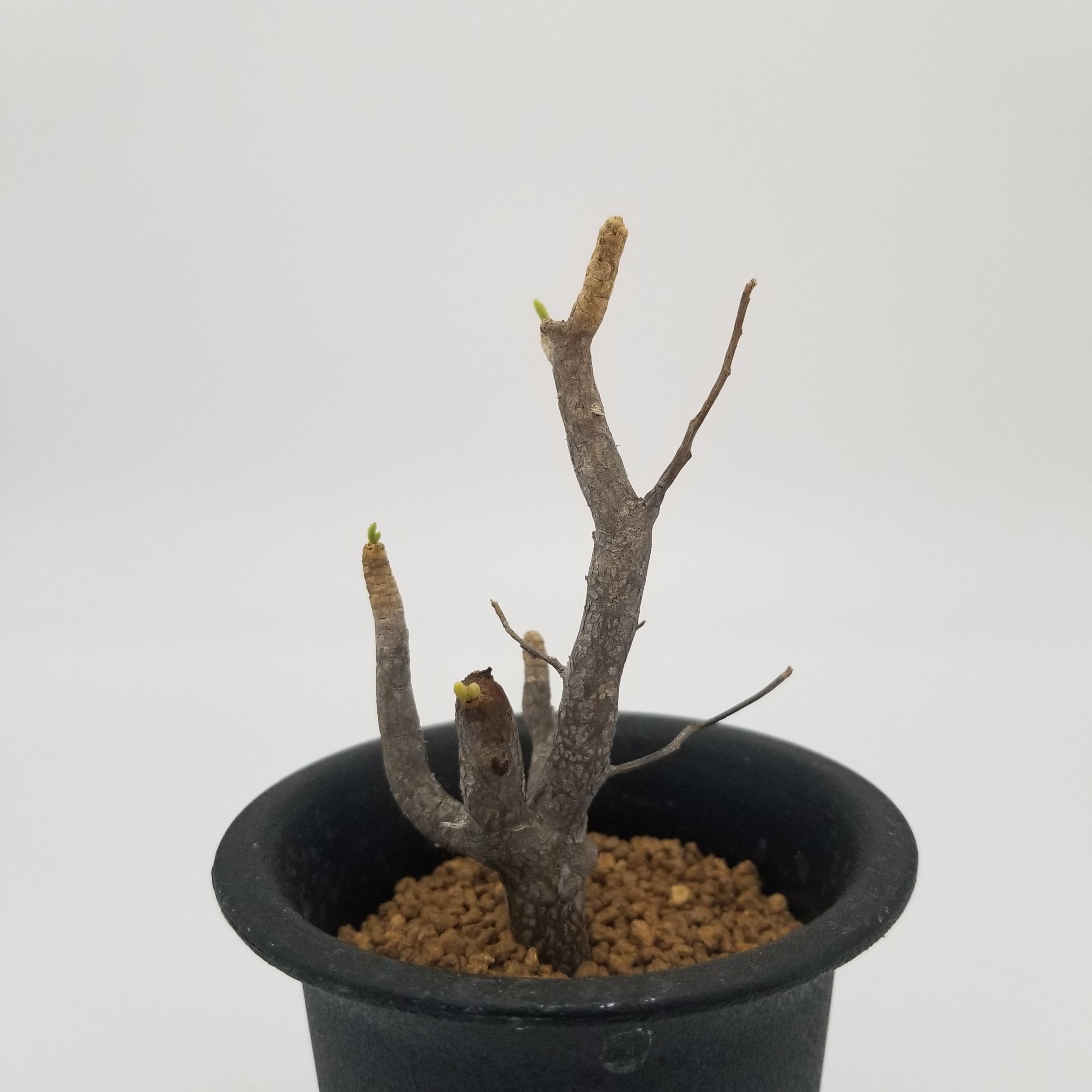 発根済み チレコドン ハリー(サボテン)｜売買されたオークション情報