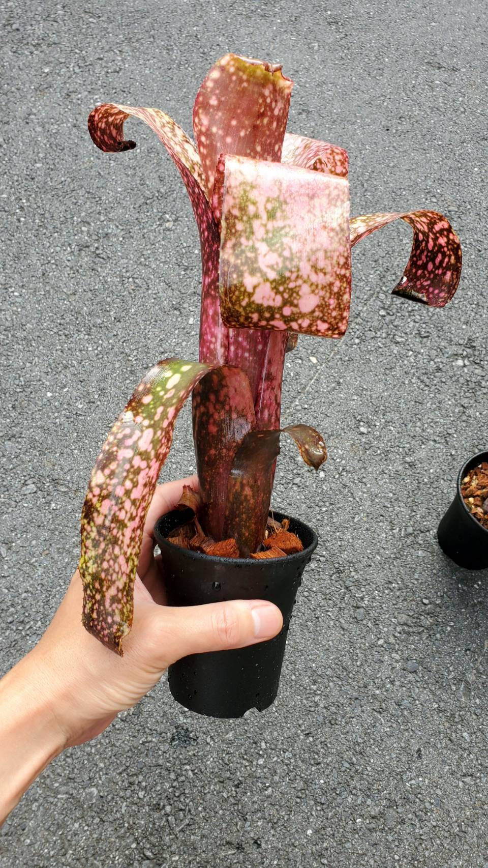 Billbergia Carrone Black【artPLANTs】 ビルベルギア/タンク