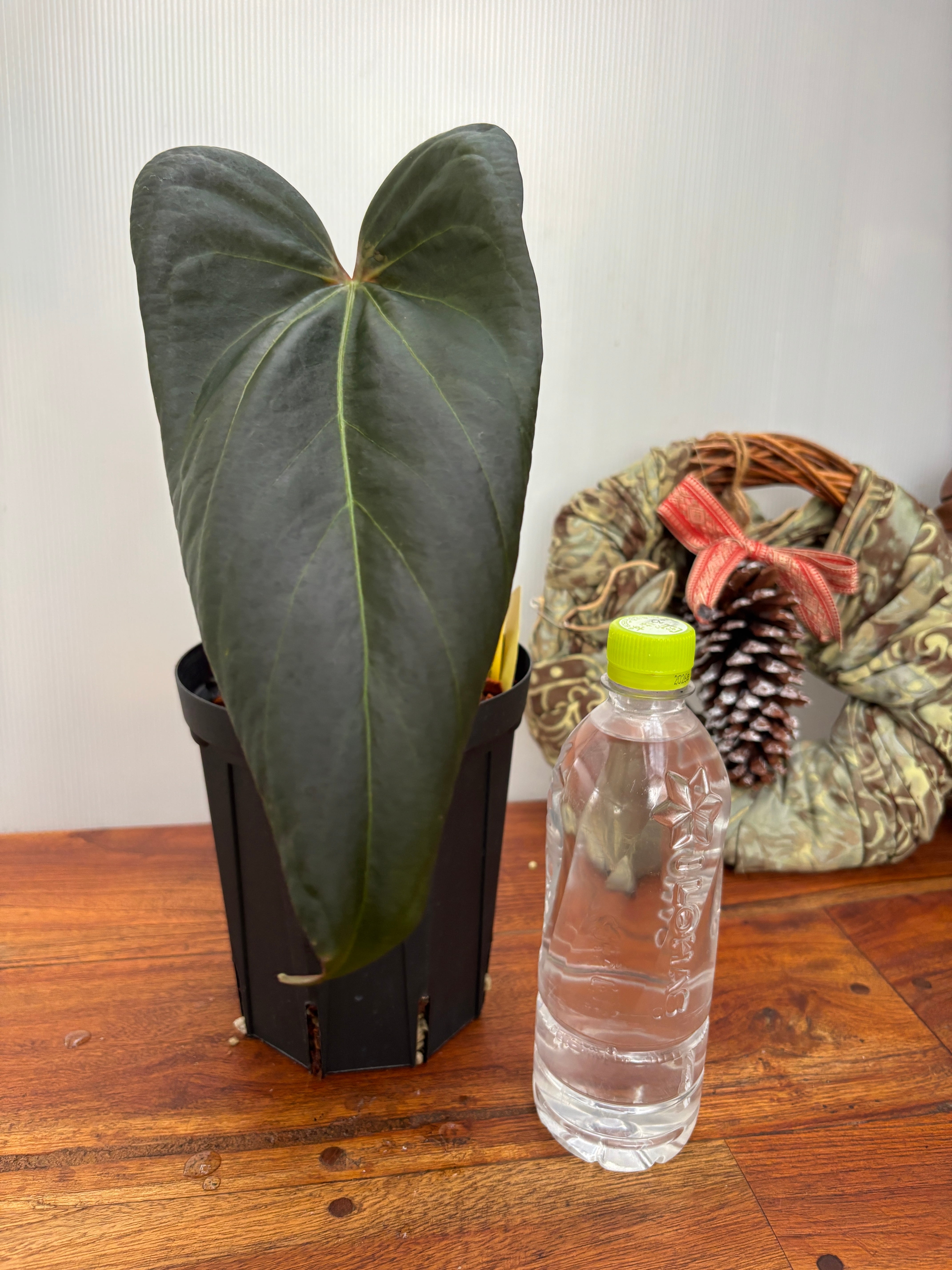 【ラスト1点】アンスリウム　AOS (skg)カットクローン ラスト1点】アンスリウム AOS (skg)カットクローン アンスリウム AOS