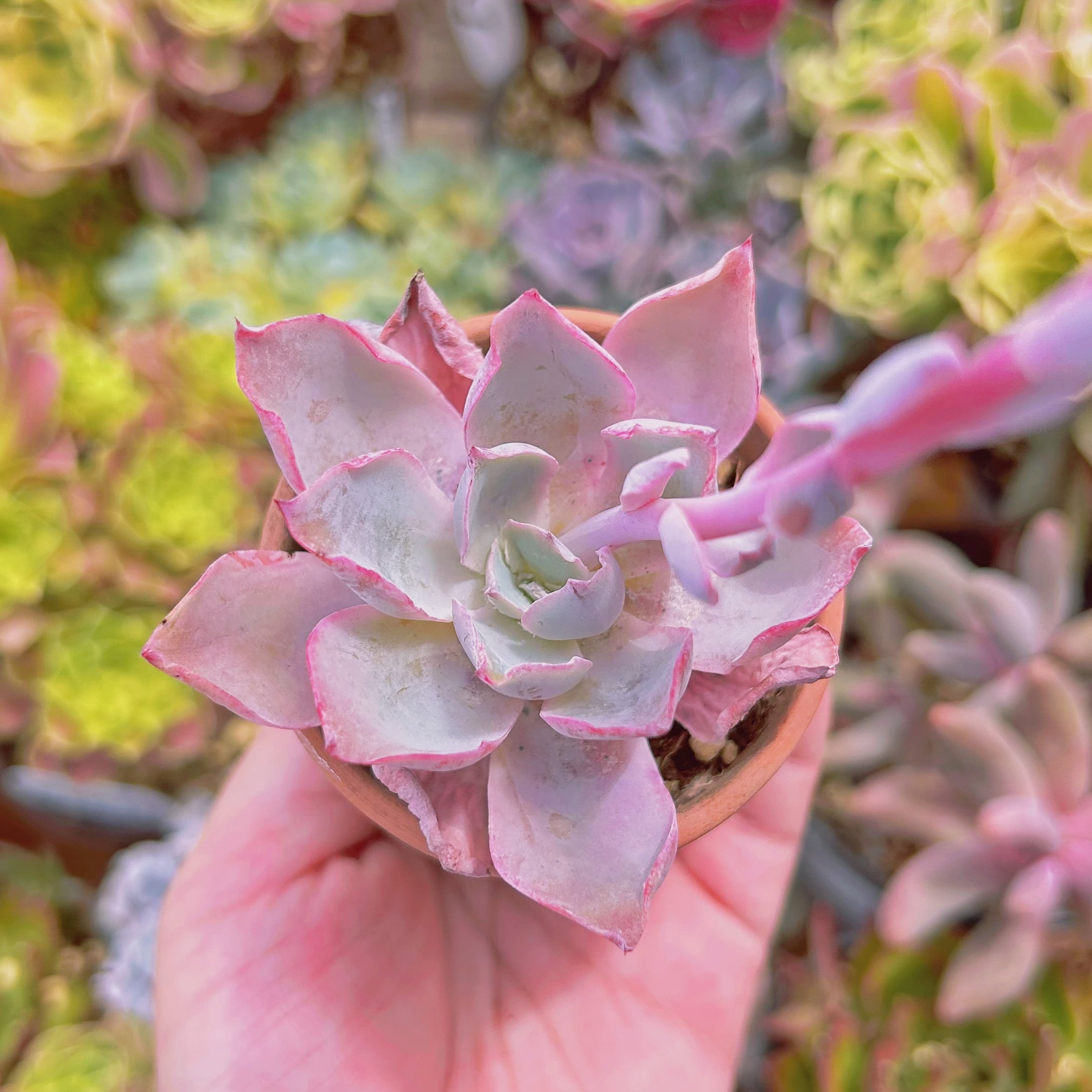 現物　多肉植物　ピンキー　抜き苗