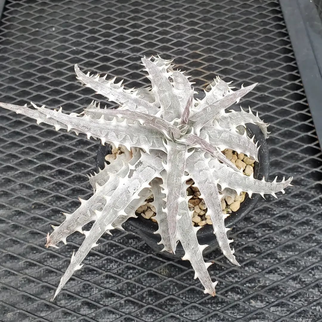 Dyckia（ディッキア） | レアプランツ通販サイトPlants Maniax