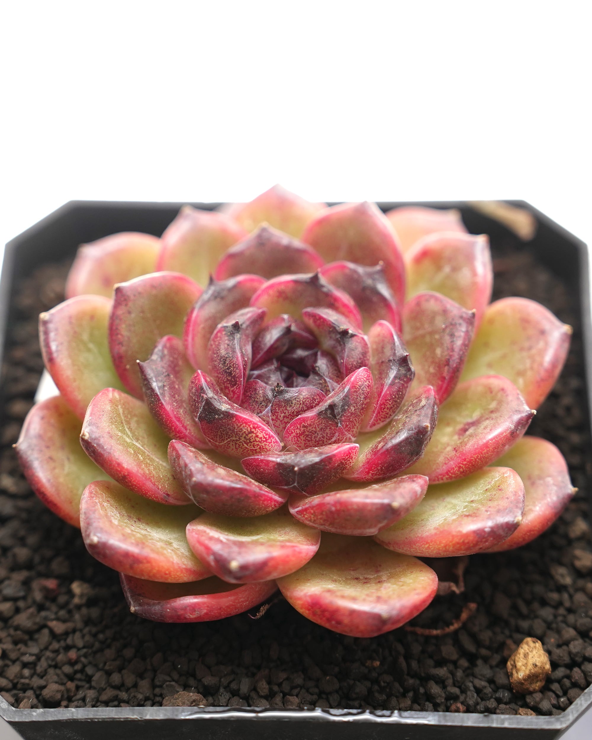 レア種・新品種 | PUKUBOOK SUCCULENTS
