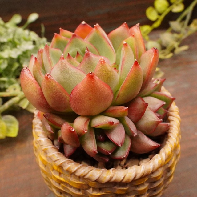 ラブリーローズ錦 赤斑入り エケベリア 超美斑入り 多肉植物 78  