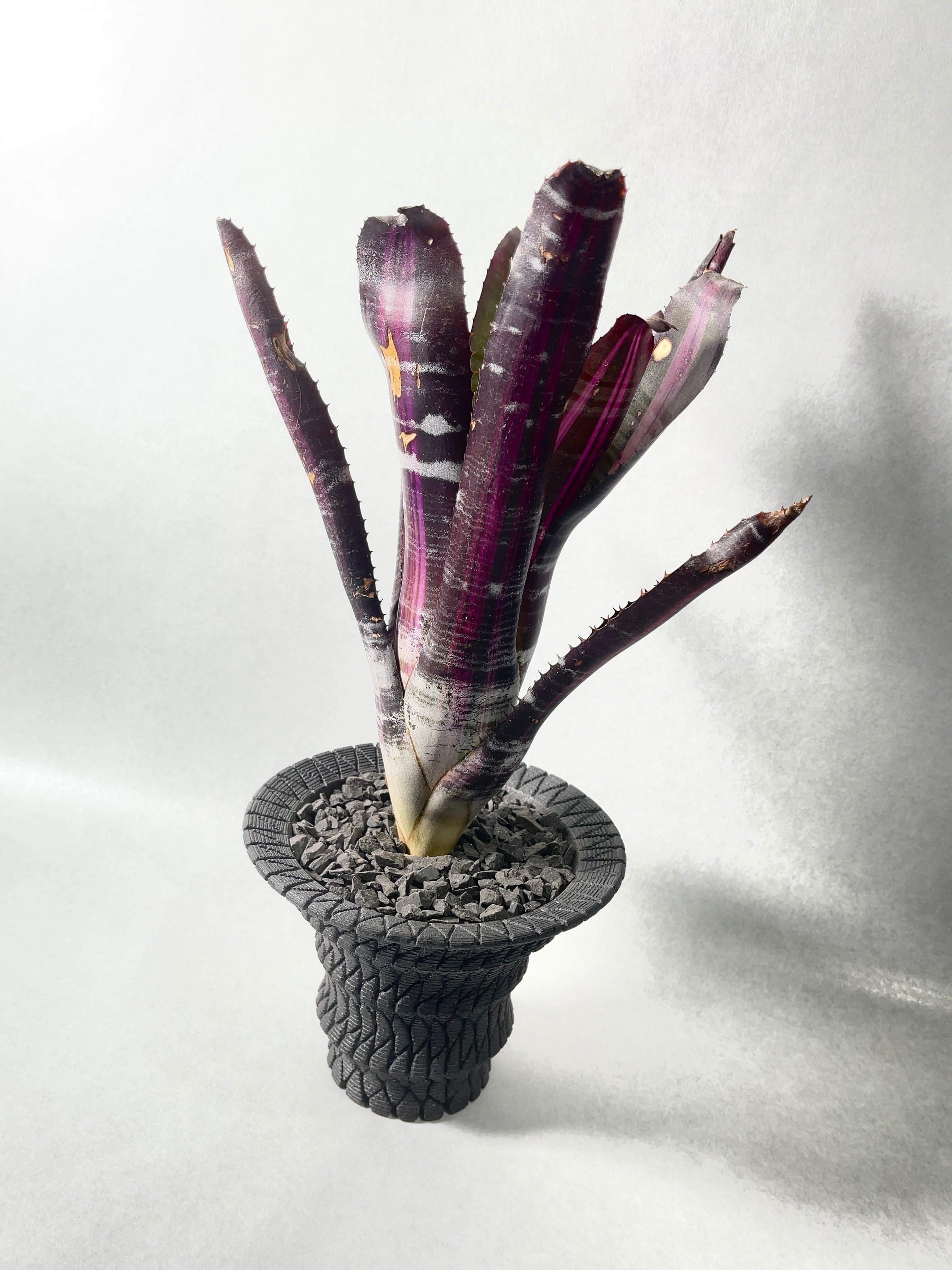 エクメア・ロベルトメネスカル | trigger