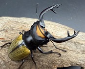 【WD】《スペクタビリスツヤクワガタ 73.5mm A’品ペア》