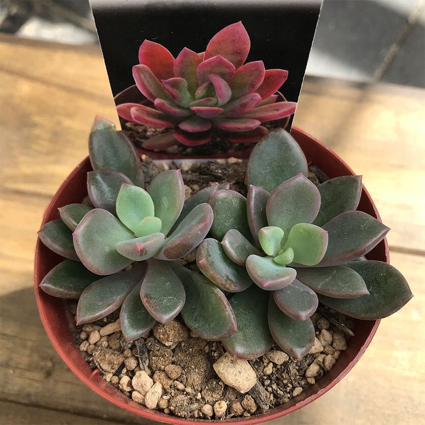 レズリー Echeveria Rezry 多肉植物研究所