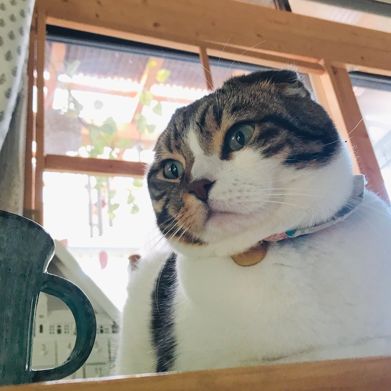［缶バッジ］ねこはみている［ねこ社長］
