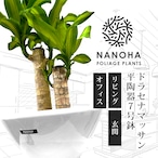 ドラセナマッサン 平陶器 育てやすい大型サイズ 7号 高さ70cm 受け皿付き