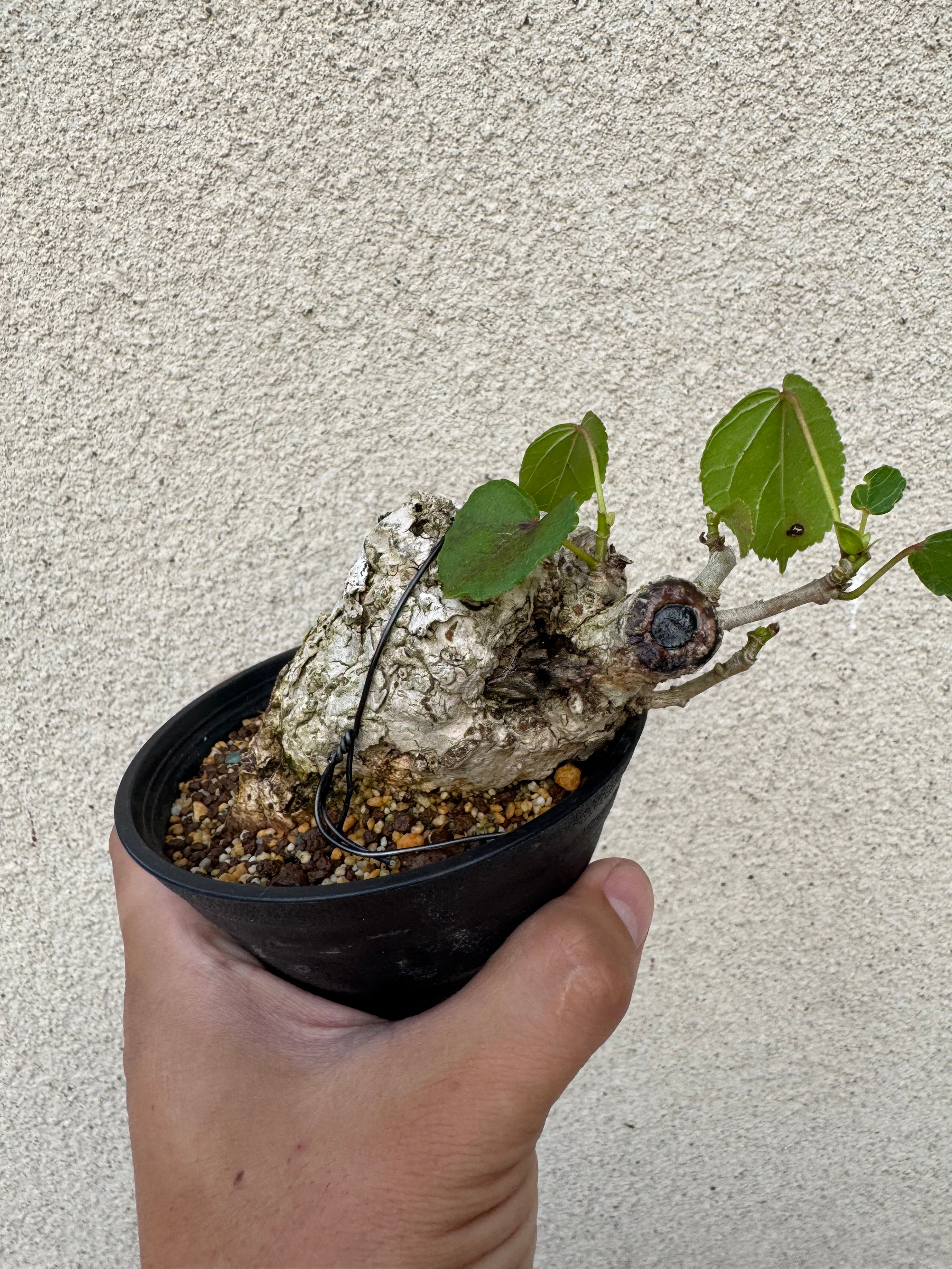 琉球盆栽】Talipariti tiliaceum 【ユウナ / オオハマボウ】初心者向け