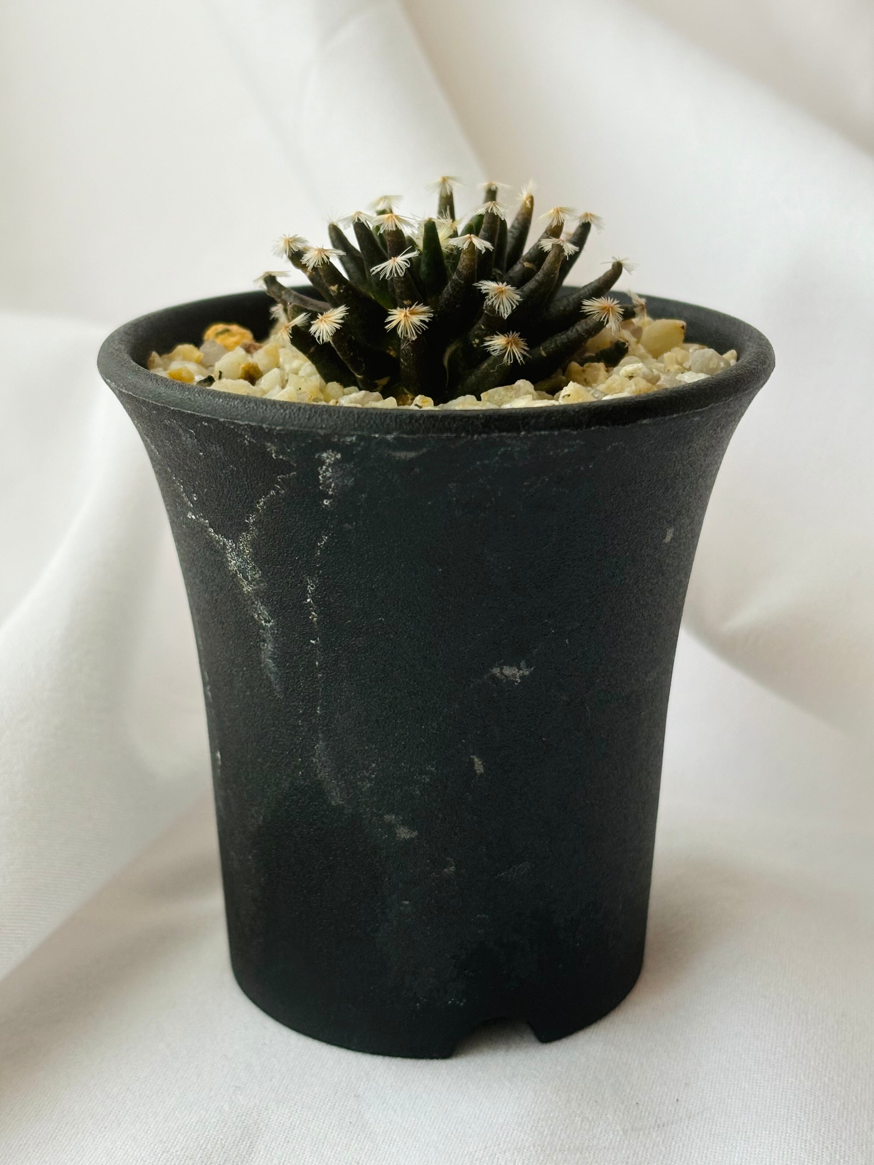 Mammillaria schiedeana マミラリア 黒肌明星 サボテン | plants MARU