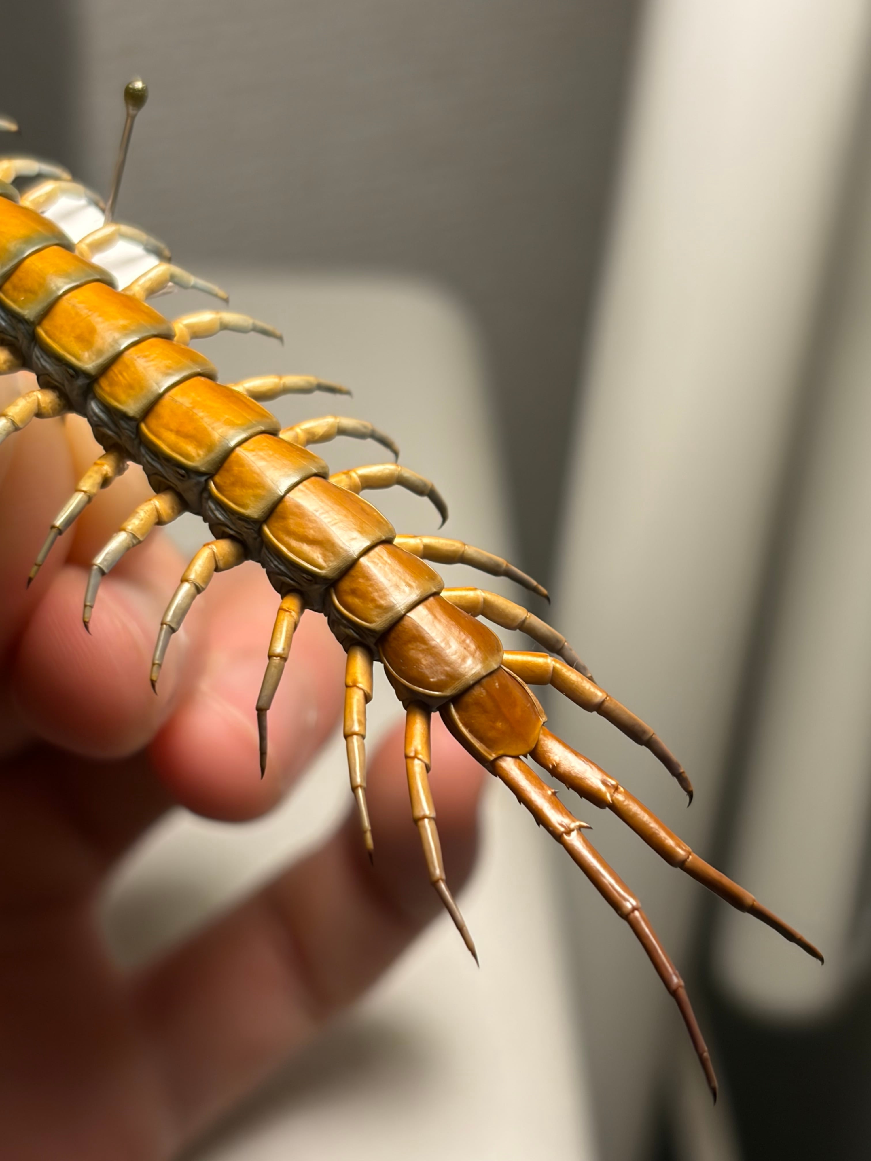 極BLUE】オガサワラオオムカデ オガサワラムカデ 標本 蜈蚣 百足 天龍