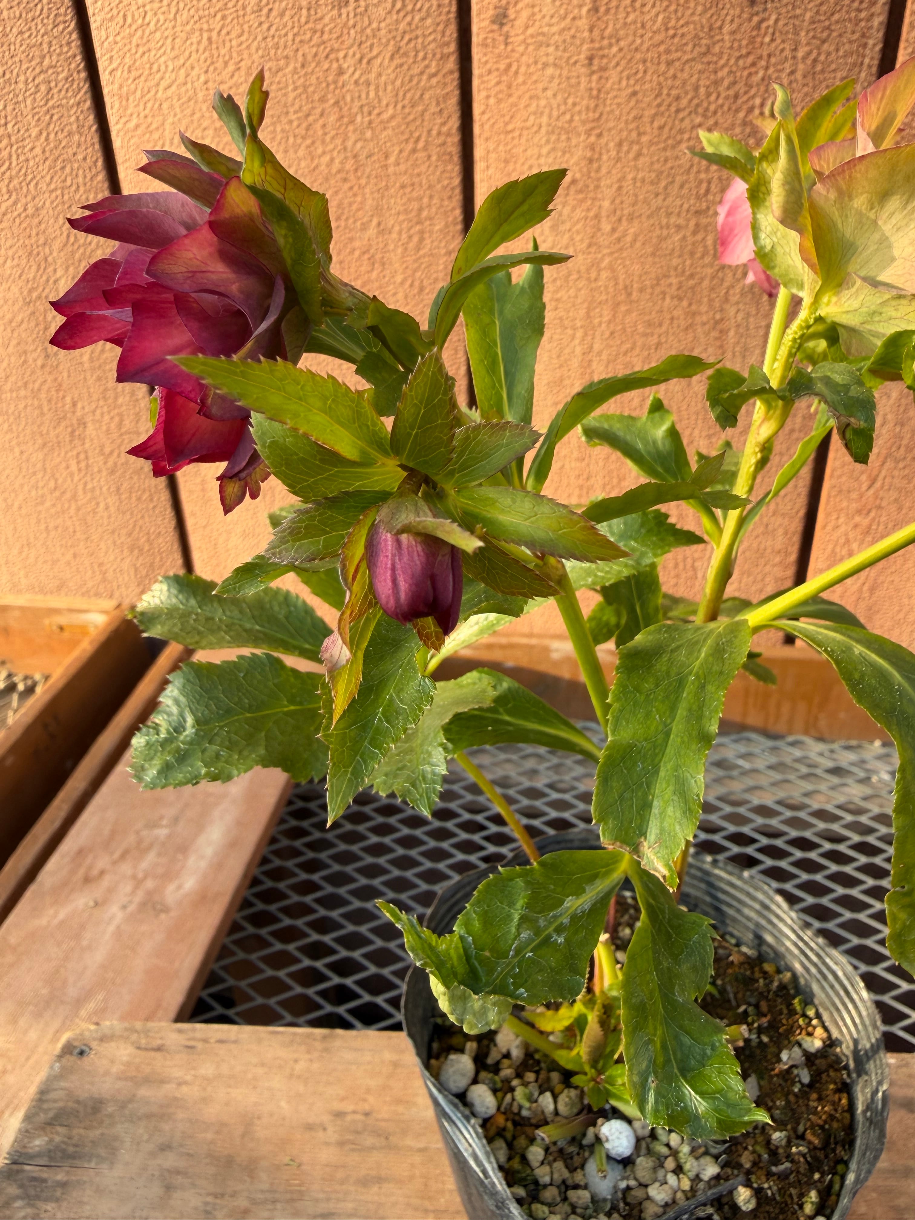 シャルウィダンスピンク 若泉ファーム クリスマスローズ【Wa08】送料