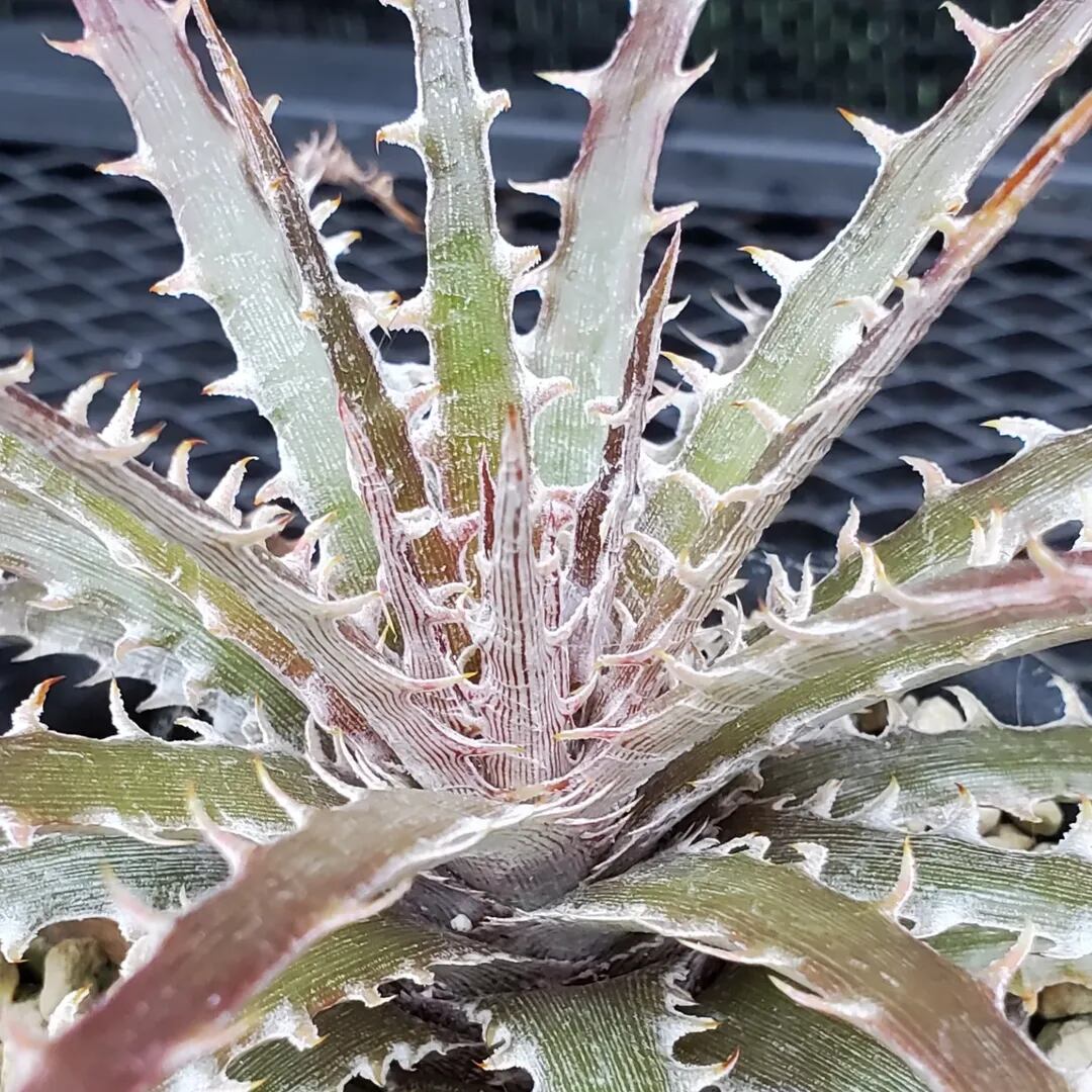 F00326_Dyckia sp. (leme2778)：ディッキア・sp.（子株） | レア