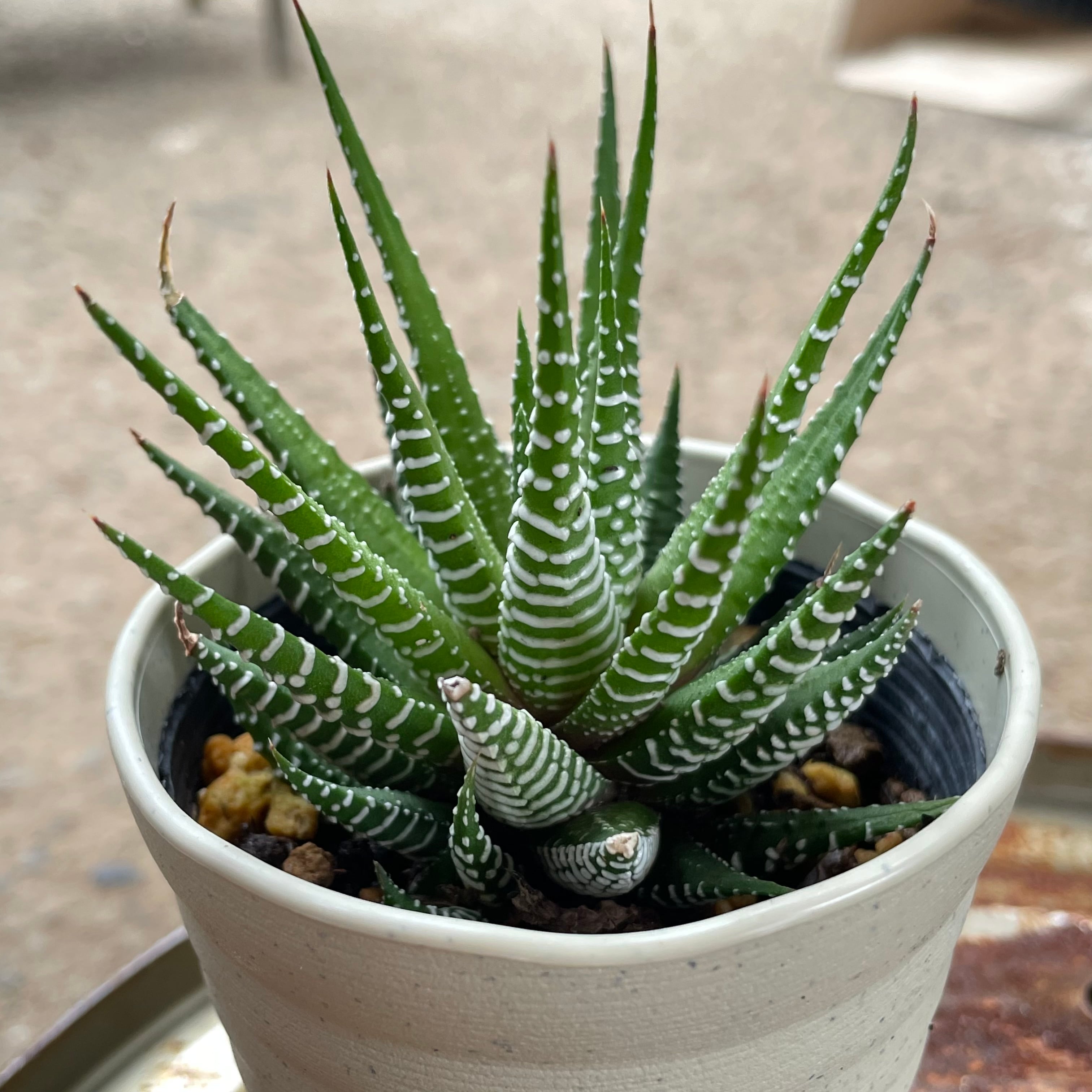 【GW50％オフ】ハオルチア韓国苗　ピクタ実生中苗　多肉植物　ポコ多肉 ハオルチア 十二の巻き | RuPo 多肉植物専門店