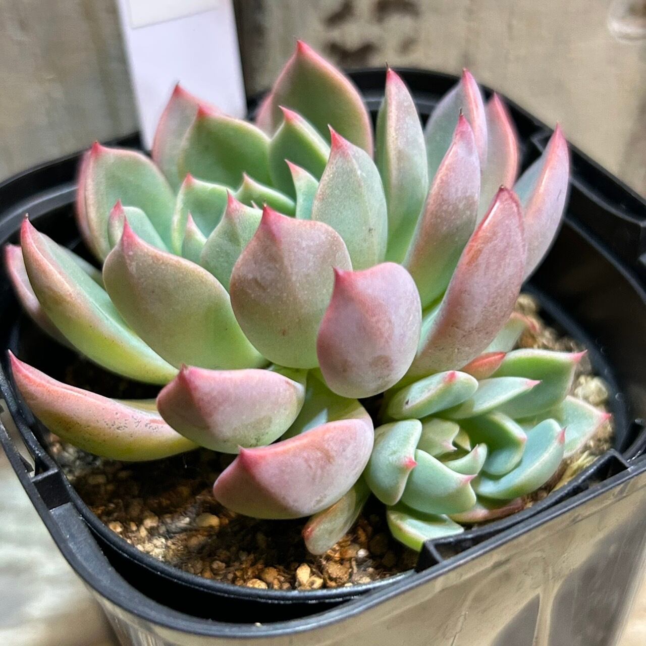 七福美尼 | RuPo 多肉植物専門店