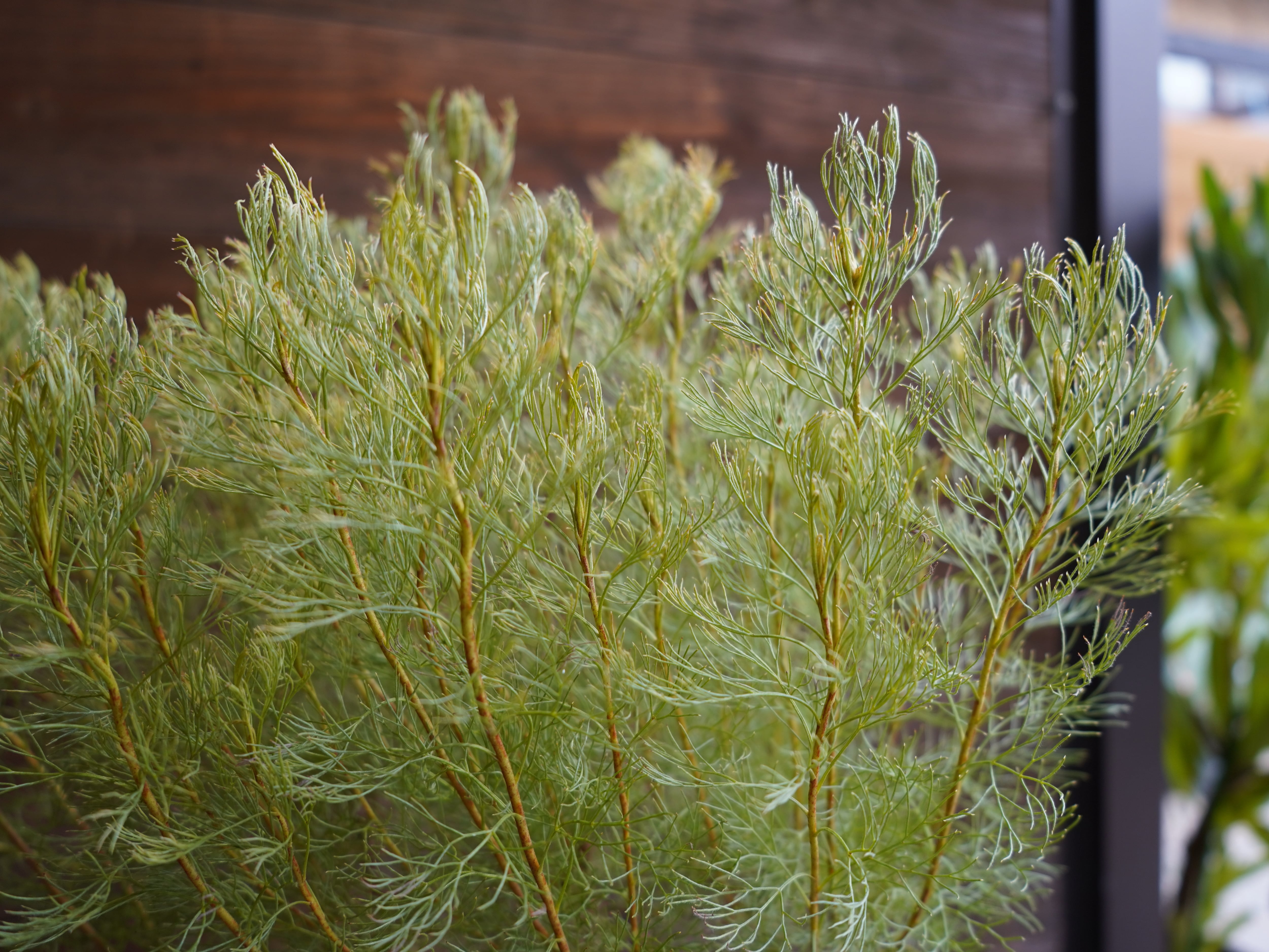 【現物】セルリア　”グロメラータ’レモンハニー”　B