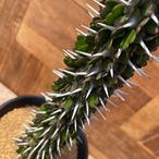 Alluaudia ascendens【アローディア・アスケンデンス】