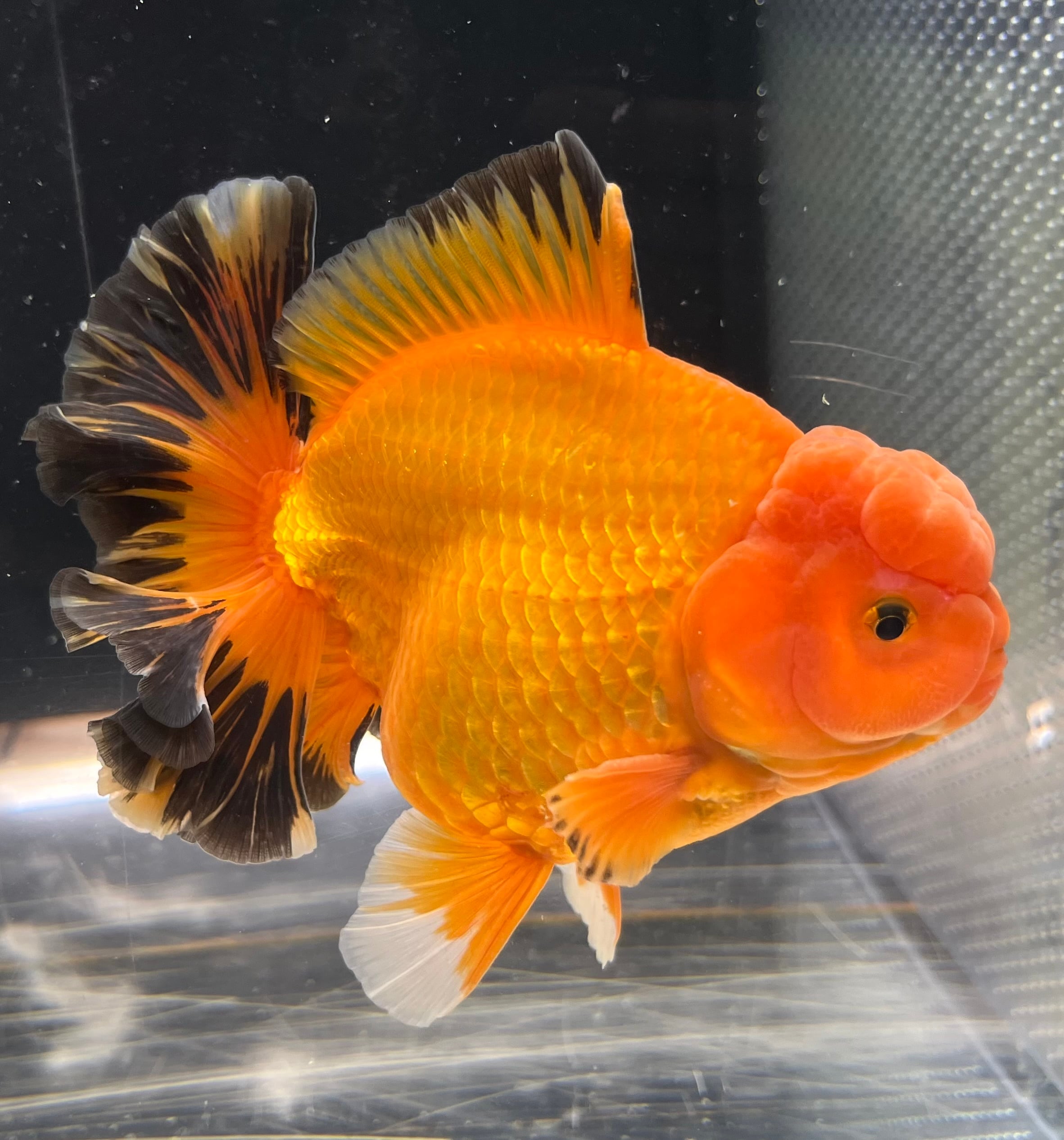 きんとと、オンラインショップ オランダ獅子頭ローズテール | 金魚屋 