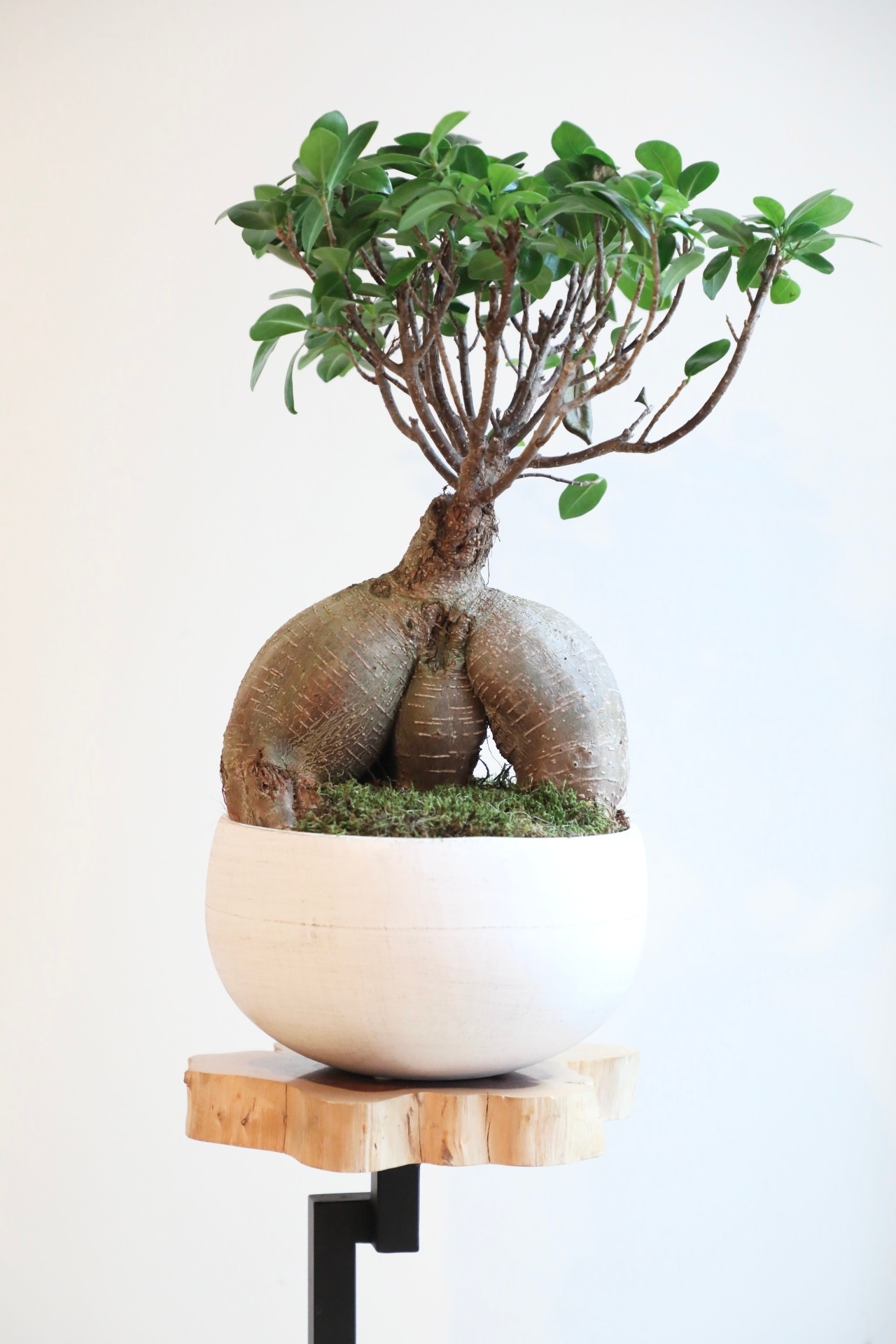 【M】ガジュマル/Ficus microcarpa　※陶器鉢付き