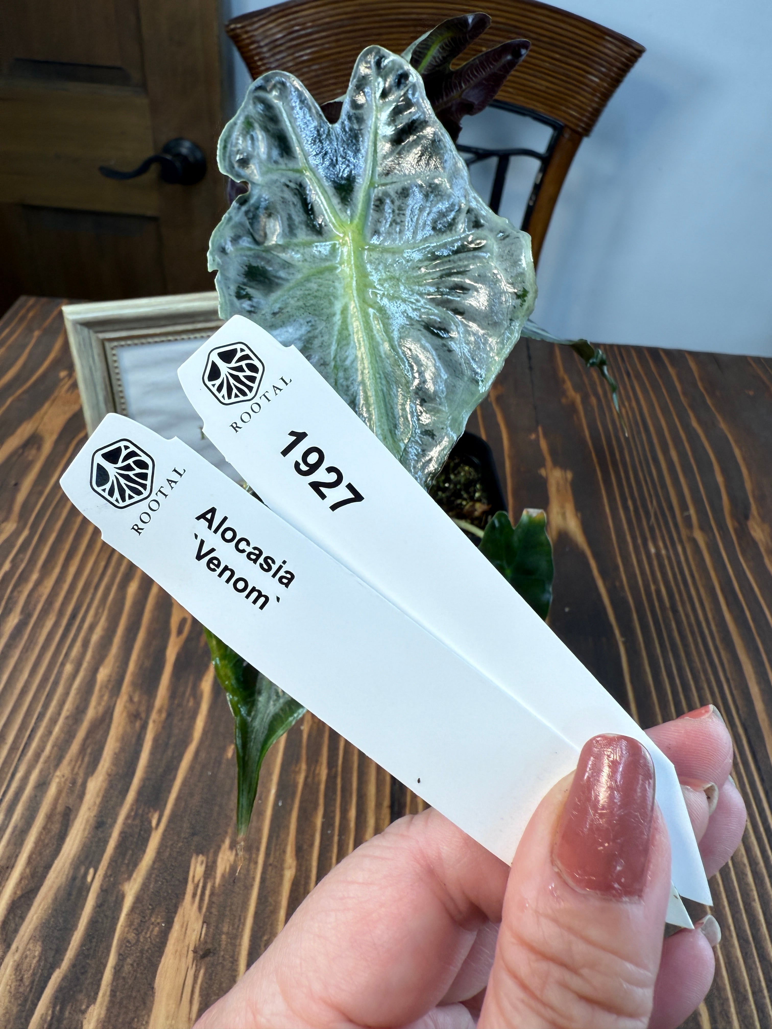 ★1927【希少種】アロカシア ヴェノム(2.5号ロング硬質ポット)※送料無料(一部除く)