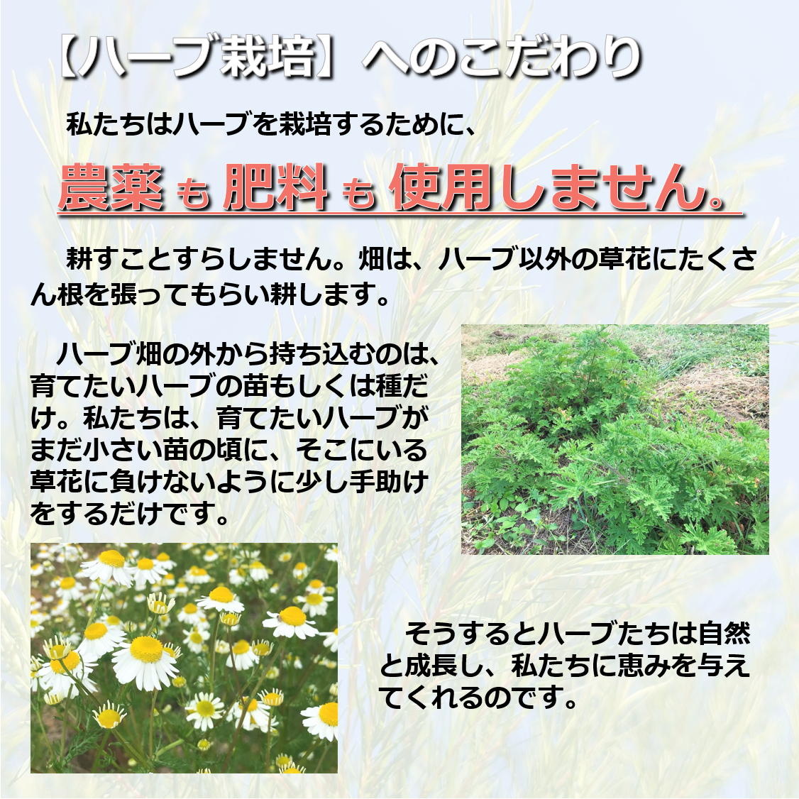 手作り化粧水におすすめ ハーブウォーター 鹿児島産ローズゼラニウム Mariko Shimodozono 国産のハーブ ハーブウォーター 石鹸の通販
